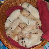 6f8cacf5a78a921ec839a8e6d7c867e9_160x160_fill