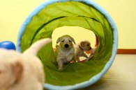 6f9ffbc7efe1e9ad9bba6d02ddbe86b4_195x130_fill