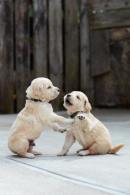 7051255a58603d4606cc0d60f1a98c2c_130x195_fill