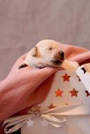 71cf1433726f4a4f3f8d21783d3e564e_130x194