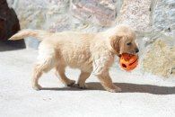 7259a17a415959b464cb47c09529be84_195x130_fill