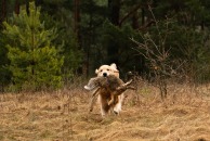 72e909c4489e5efafa6990d3079d5ac0_194