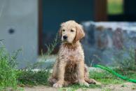 73c1b6e47d391a6fefa7d4a966e02c60_194