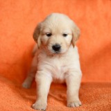 758e5ab0b6b293faaa026301158ac7f0_160x160_fill