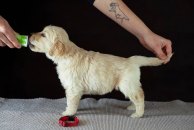 7639b33ff5f179c7f1a74026fa65c474_194