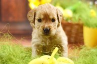 76ae12e1e96c0a1e924a879a401ac198_195x130_fill