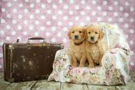 76cadc80c53dc5ef6e36bf67584c5120_194