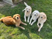 76cc475560d58f39842577f3cb16468c_184x138_fill