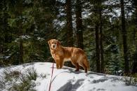 76fdac89808bc469b19867cdb5269ec9_195