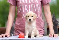 770b0764c9d7c402dde556e6d52a8404_194