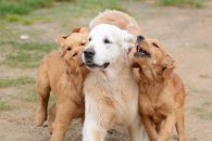 773ef75ee7deeaf4668a8a81f2d54b0e_195