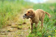 77f28db4d48adb282c962d930872e729_195