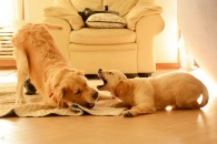 77f7b4036ab717472baf630181948c0f_195x130_fill