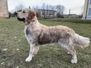 7811b6a391b792d22136b08e78f1ce3a_184x138_fill