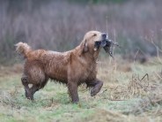 781b42de41a3138d7e3672fbdfca35ba_184x138_fill