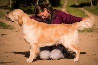 78968ff4c3364e940acf5abddd428fcf_195