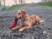 789a7f423d30b51fbabecf60889526be_184x138_fill