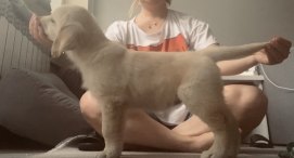 78c691cdba43e1189e71c06af88a6e74_271