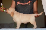 793addecb475055b5ae0216dfb2f977b_195