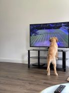 7ac0a69f87f48ba167d3c5e19ff2af36_138x184_fill