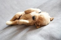 7ae8c98241b8e506748289f3daf61413_195x130_fill