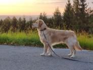 7b68cf1cdbe8a2e89f678336c1a2bb5f_184x138_fill