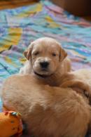 7ba5f3fb8e97e0e79c5d3f80994c8ab3_130x195_fill