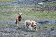 7ba883f6ca6f4fb7c441258c311689de_195x130_fill