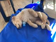 7bd1635b449937d6a580db3d6e7a8195_184x138_fill