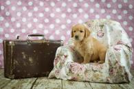 7c1a71ed6b122e33ad21309bcee0d4a8_195x130_fill