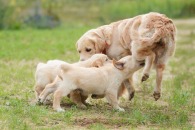 7da125a66cd8c0373735c49db52ecf2c_195x130_fill