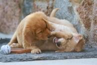 7de7e1a120edd74a60ba2a3091c942f9_195