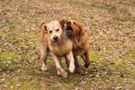 7ed7a268bb383eeabaf6f53f115a74a3_195