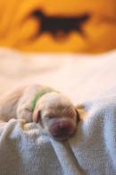 7ee280666e0e1aebc44ca418630151f3_130x195