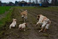 7eedf0bc53e51a3823872e831d9dd4ea_194