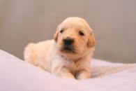 80525ae402ba38623300a6444d9e02b7_195