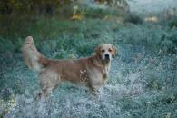 809afd0f416a343e318b9cffa891c1be_195