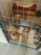 8184ee1ee0c6e6c5ce4290ec77359992_138x184_fill