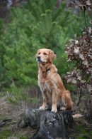 81924822f00b29ff2da78450208ea243_130x195