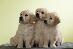 8208b6c17b9157140154fcf6f66ae5e0_246