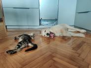 824ed0c130f5c3c8786602cdd80326db_184x138_fill