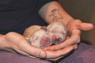 8307669e870081490b8f64b9bc55ac9a_195