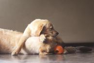 830feb66b943543692e6e2e3a4cdd7e7_194