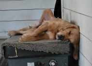 833b70a629c1dd0ea5e3fc16475b61a9_190