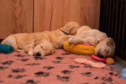 83c234b09587f70df06892cfc2551bc2_246