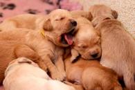 8401c0622fd287523e747c5b267e6632_195x130_fill