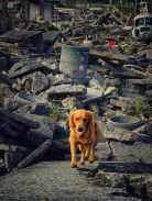 85e4632c575bfc560630e2453fd74deb_138x183