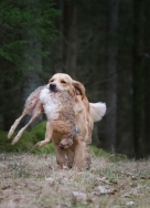 86ddccd330d151993e6acd0cd773a534_136x188