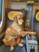 87e530e4adae8c24dbe1092409ab553d_138x184