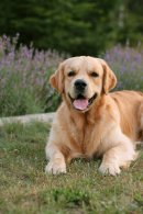 880d71051f623fda2145cf2941afa04e_130x195